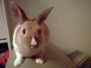 bugsy.jpg