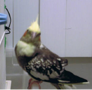 lory.jpg