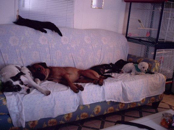 allpets.jpg