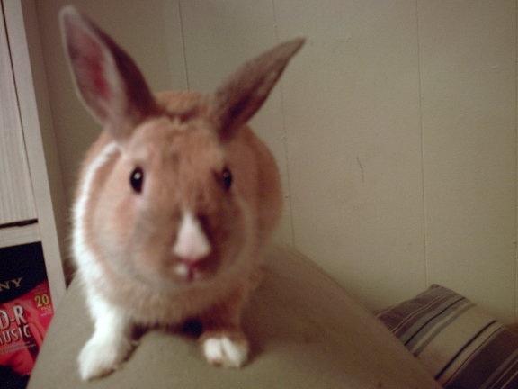 bugsy.jpg