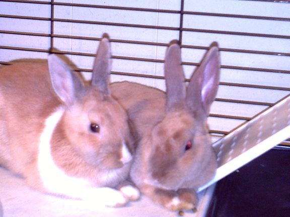 bugsyandlola.jpg