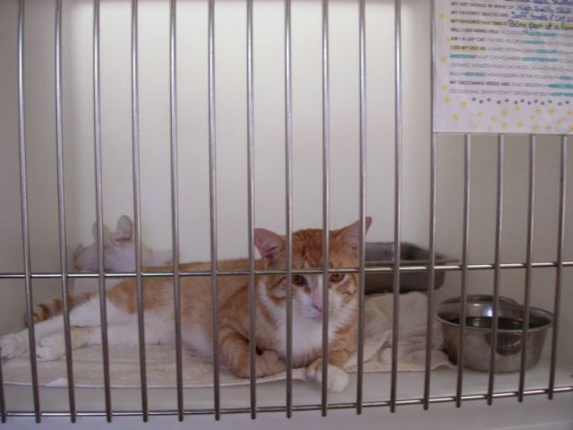 kittyshelter.jpg