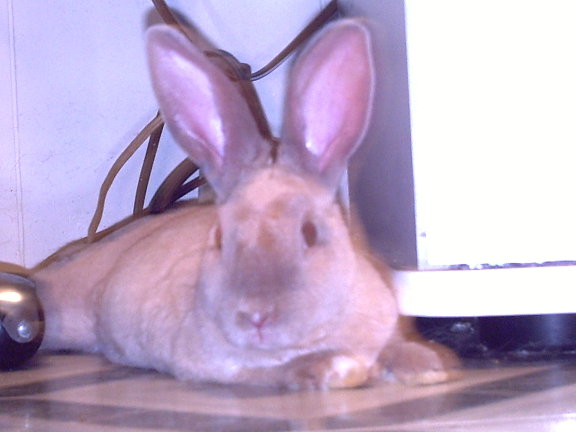 lola.jpg