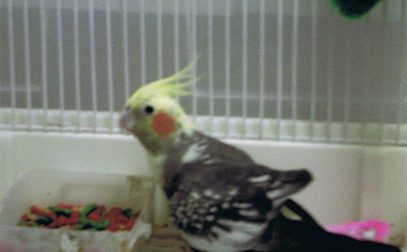 lorybird.jpg