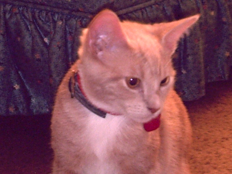 oliver.jpg