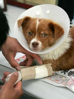 poordog.jpg